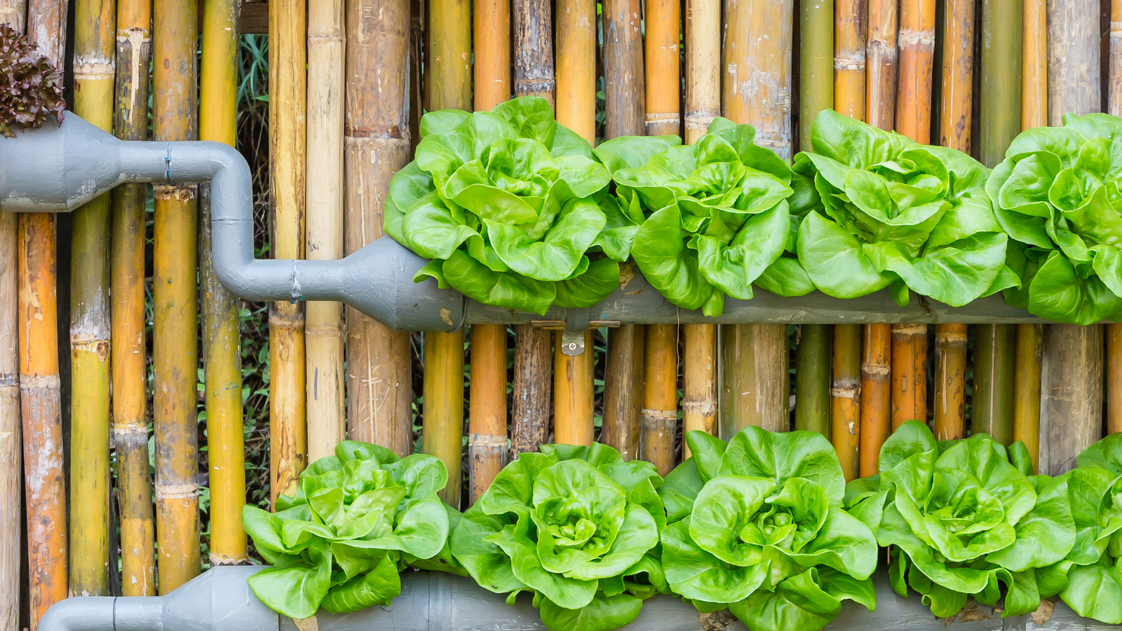 3 Cursos en 1: Jardín Vertical Profesional, Cuadros Vivos y Huertas Verticales