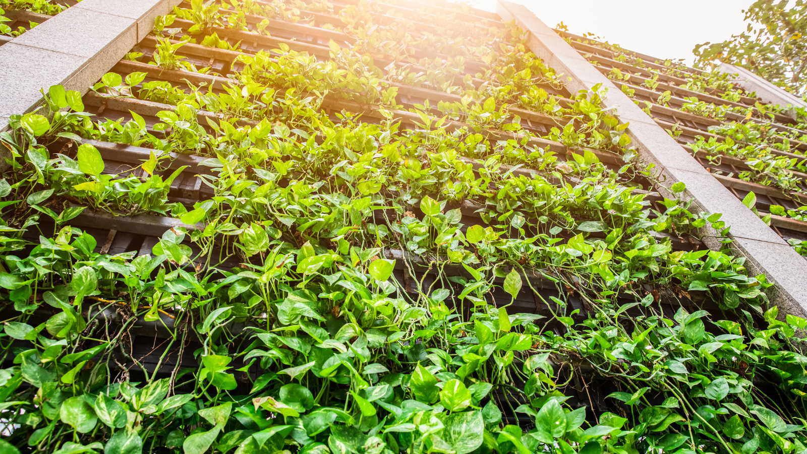 3 Cursos en 1: Jardín Vertical Profesional, Cuadros Vivos y Huertas Verticales