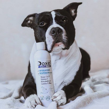 Doxel: Suplementos, Snacks y Cosmética Natural Orgánica para Perros