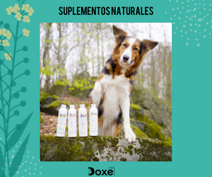 Doxel: Suplementos, Snacks y Cosmética Natural Orgánica para Perros