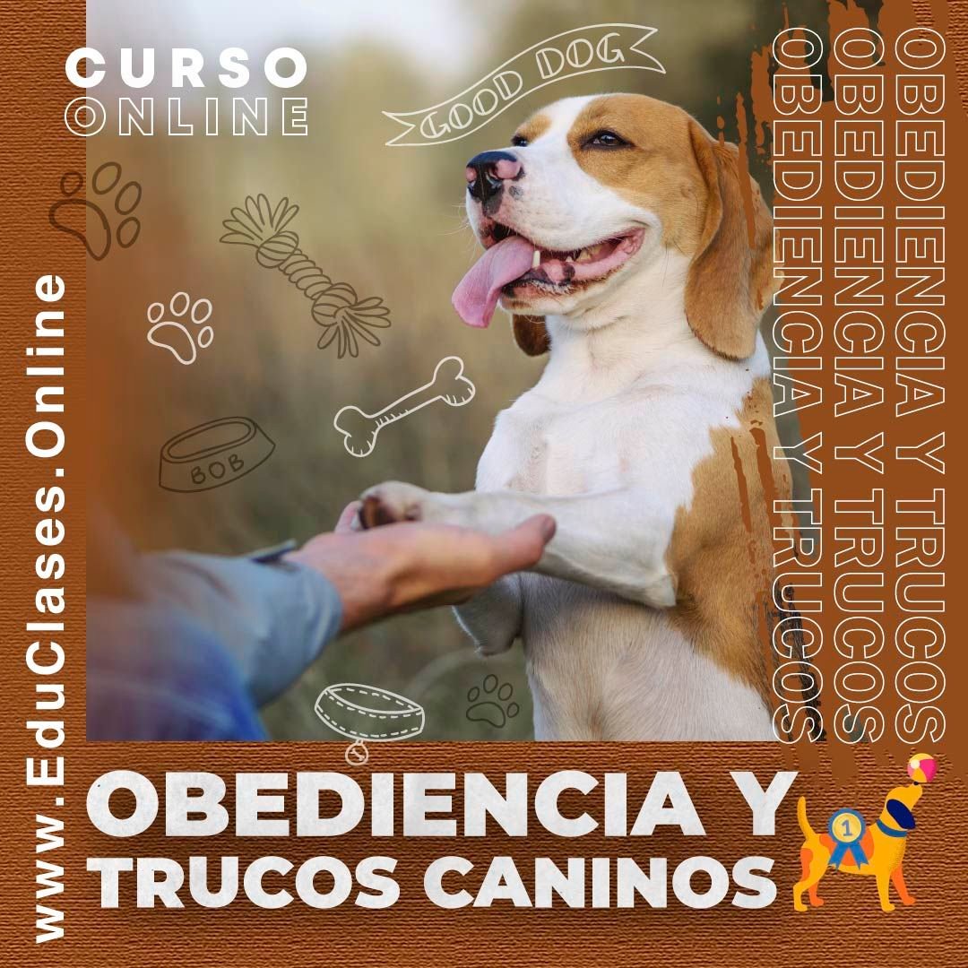 Obediencia y Trucos Caninos