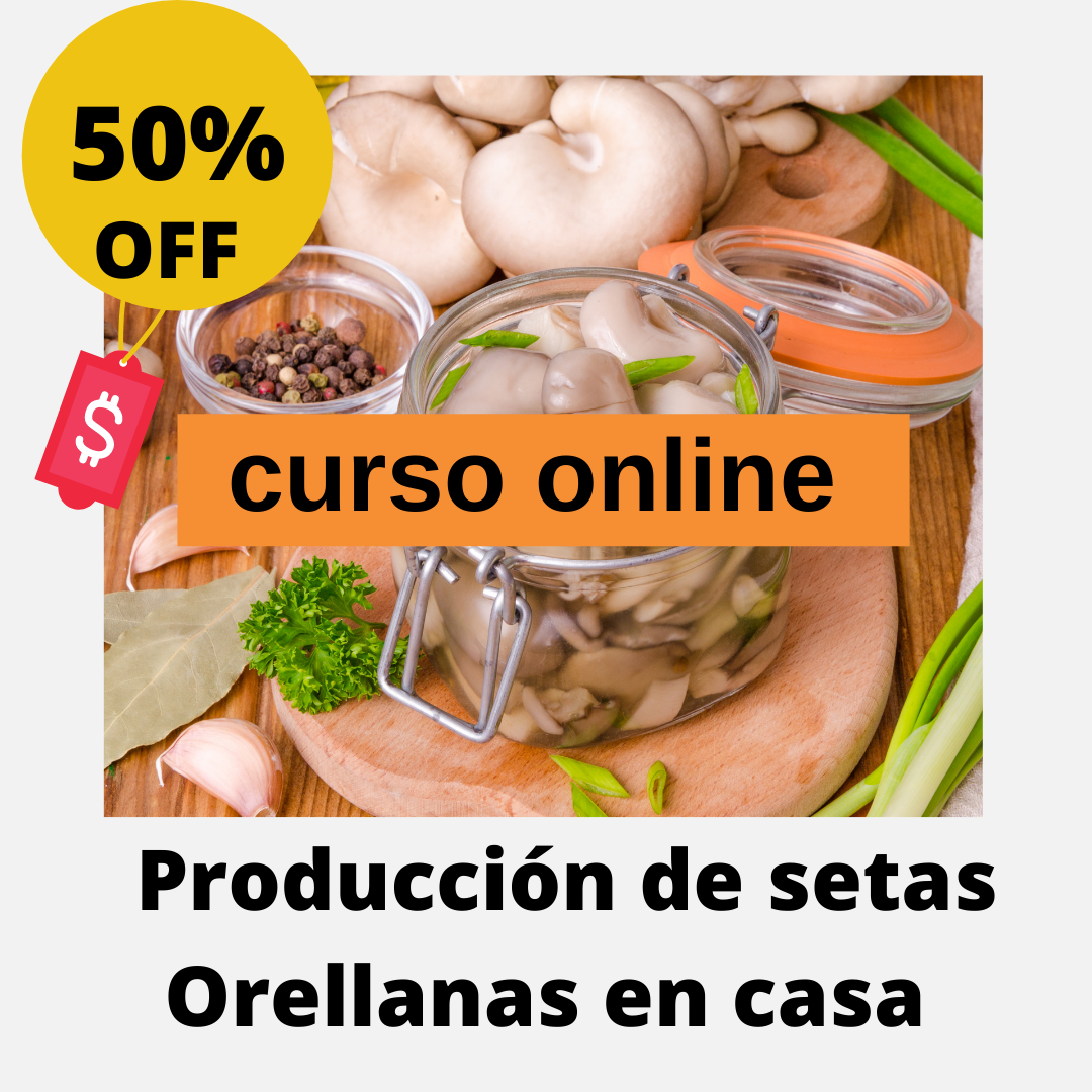 Producción Comercial de Setas Orellanas Champiñón Ostra