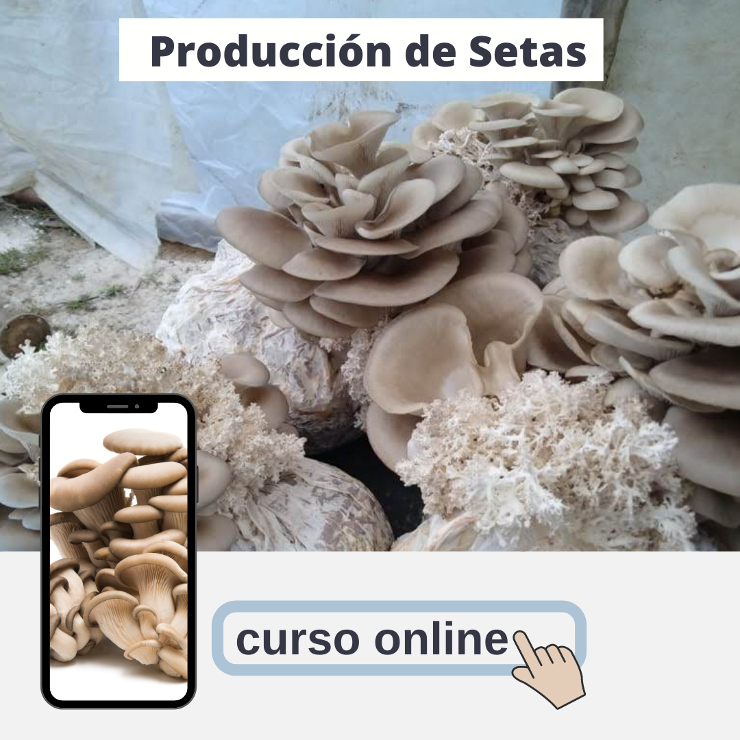 Producción Comercial de Setas Orellanas Champiñón Ostra