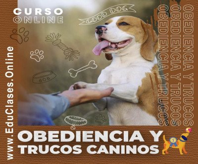 Obediencia y Trucos Caninos