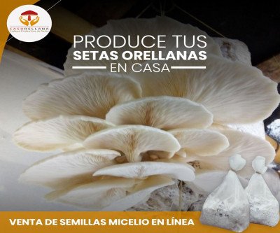 Producción Comercial de Setas Orellanas Champiñón Ostra